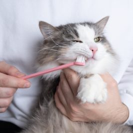 Many brushing gray and white cat's teeth.
