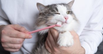 Many brushing gray and white cat's teeth.