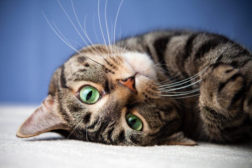 Close up of a cat with green eyes.