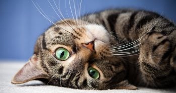 Close up of a cat with green eyes.