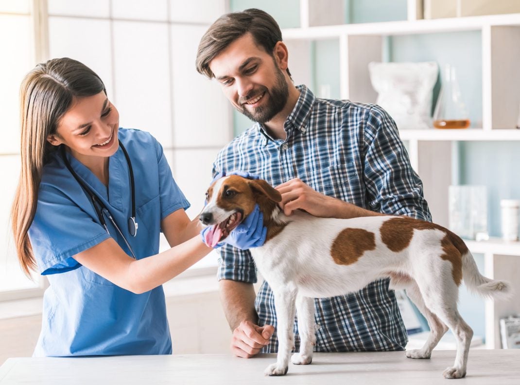 Brown and white dog at vet with his owner.