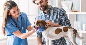 Brown and white dog at vet with his owner.