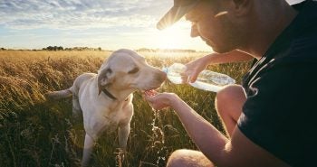 Man giving his dog water from a bottle on a sunny day.