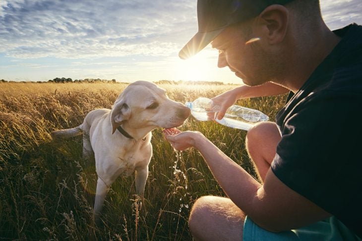 Man giving his dog water from a bottle on a sunny day.