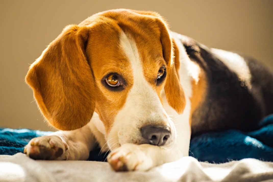 Beagle licking his paw