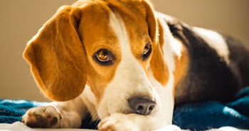 Beagle licking his paw