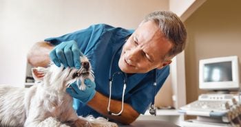 Vet looking at dog's teeth during exam