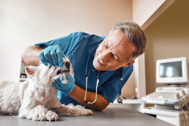 Vet looking at dog's teeth during exam
