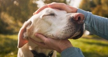 Owner holding dogs face with his hands