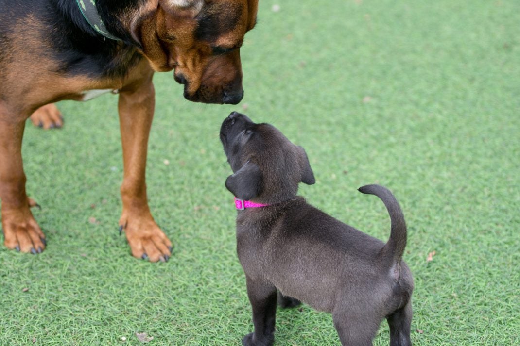 Small dog meeting a puppy