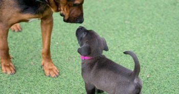 Small dog meeting a puppy