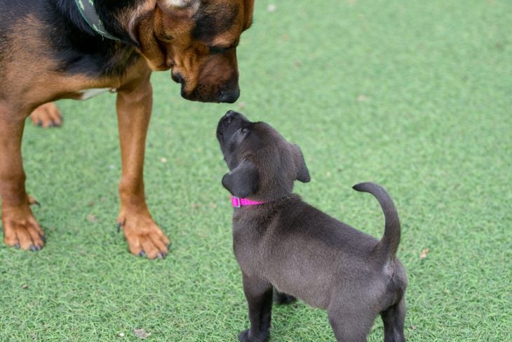 Small dog meeting a puppy