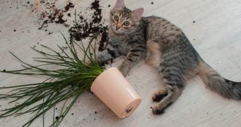 kitten knocked plant onto the floor