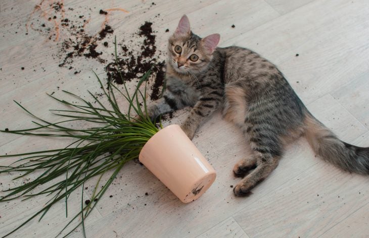 kitten knocked plant onto the floor