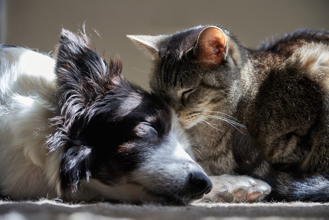 dog and cat cuddling