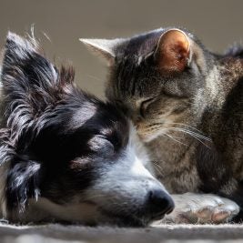 dog and cat cuddling