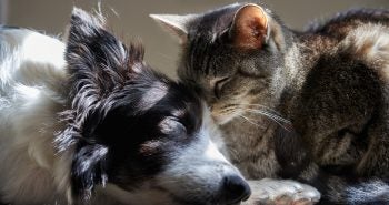dog and cat cuddling