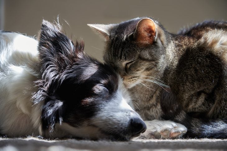 dog and cat cuddling