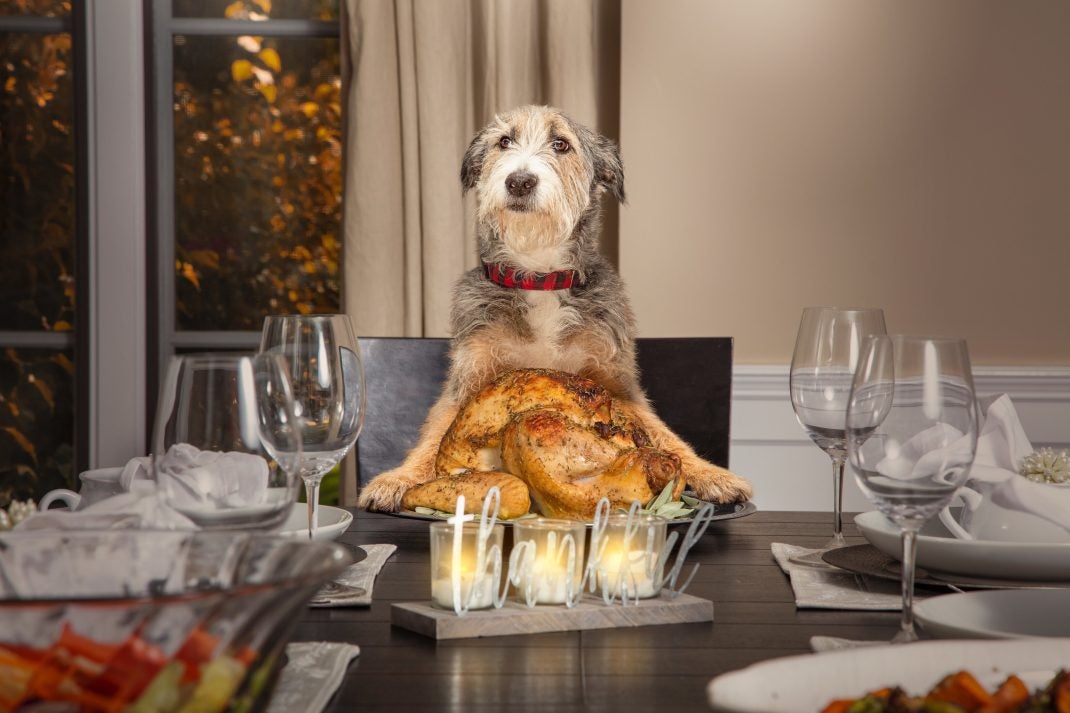 Dog at the table with a cooked turkey