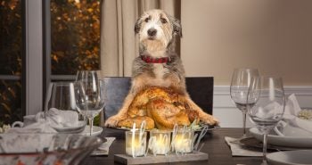 Dog at the table with a cooked turkey
