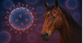 Horse with graphic of EHV-1 virus