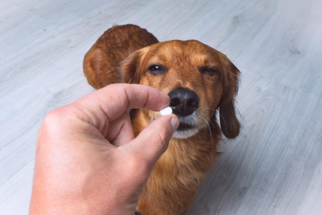 Owner giving brown dog a pill.