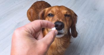 Owner giving brown dog a pill.