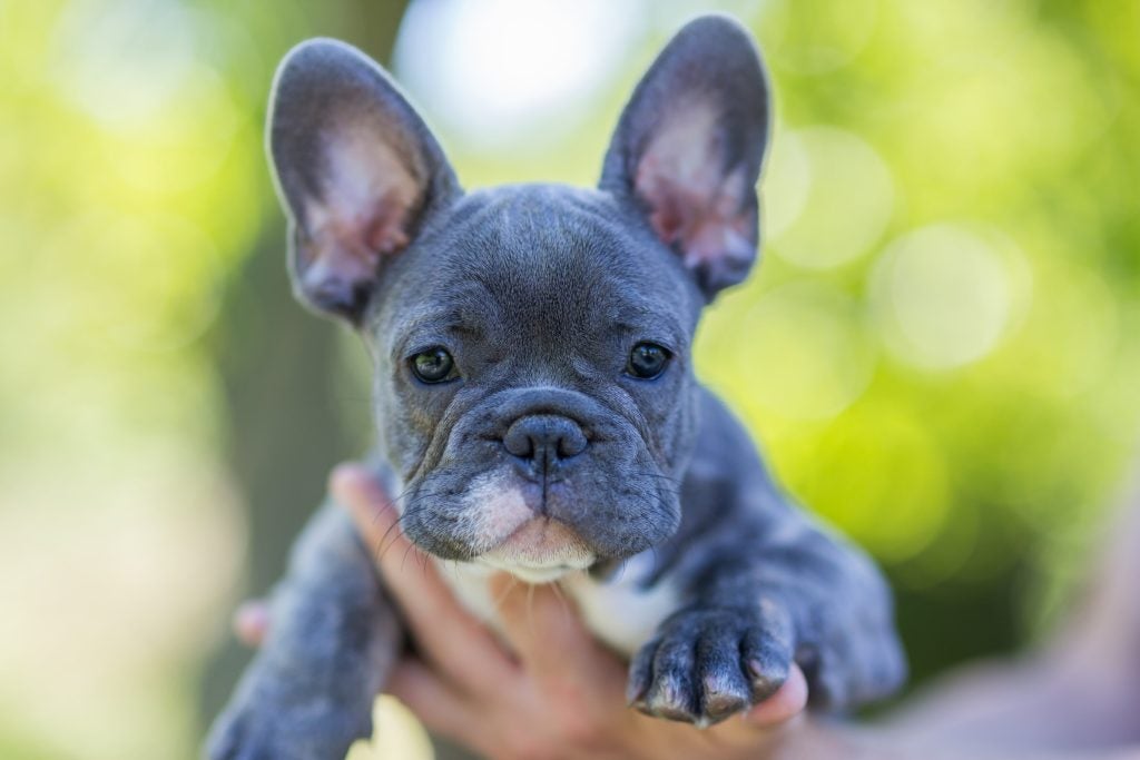 Black French bulldog