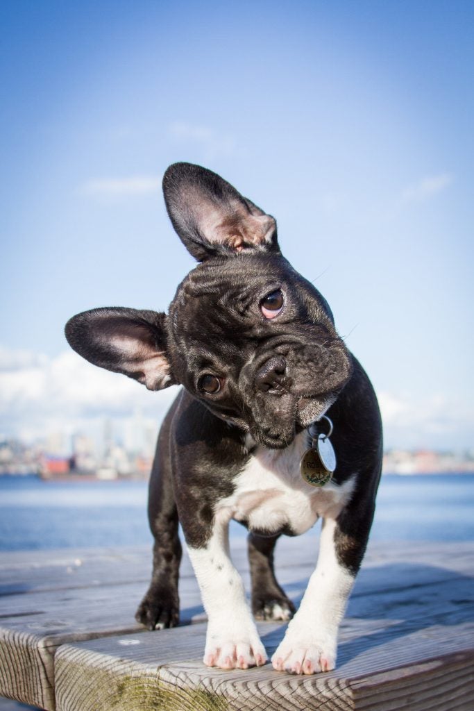 Black French bulldog with head cocked to one side
