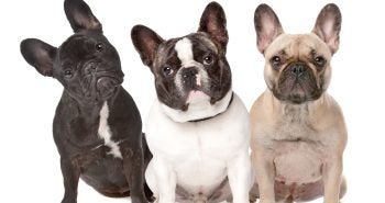 three French bulldogs on a white background