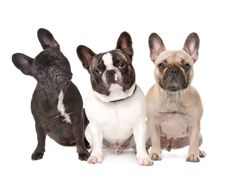 three French bulldogs on a white background