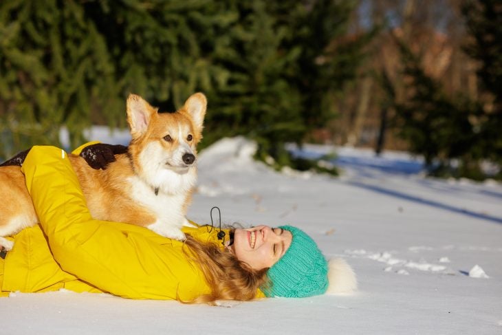 Corgi laying in the snow with owner