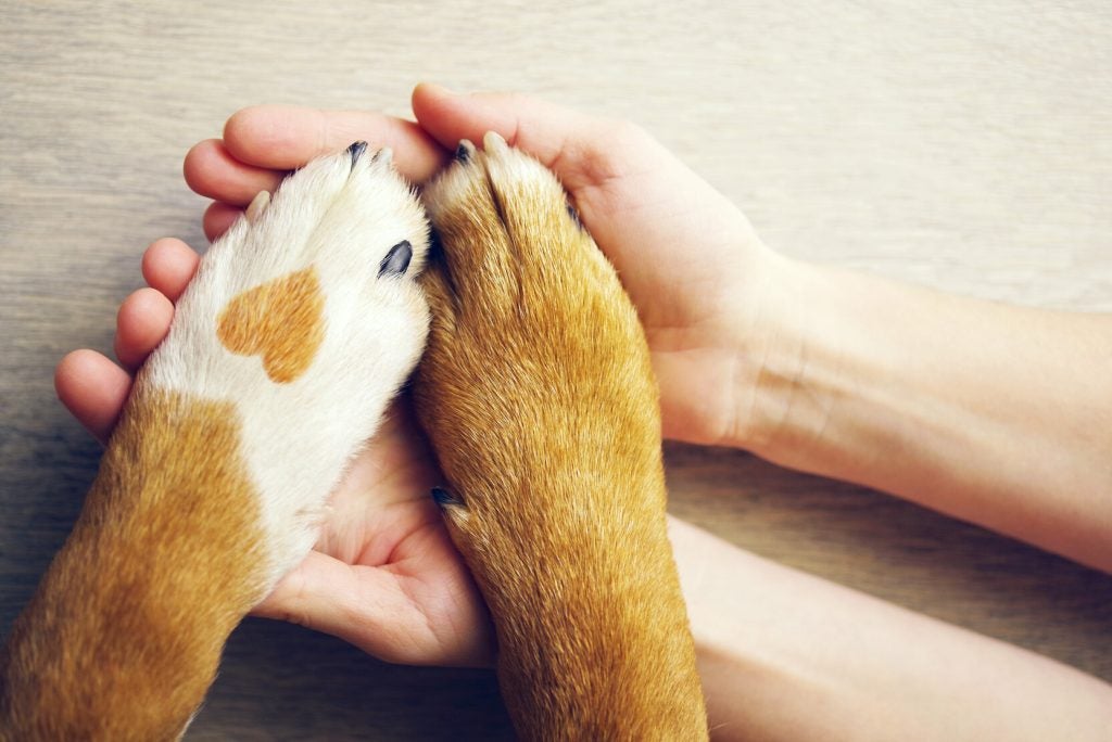 Dog paw with a heart marking
