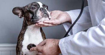 Boston Terrier being examined by vet.