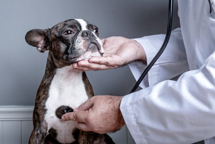 Boston Terrier being examined by vet.