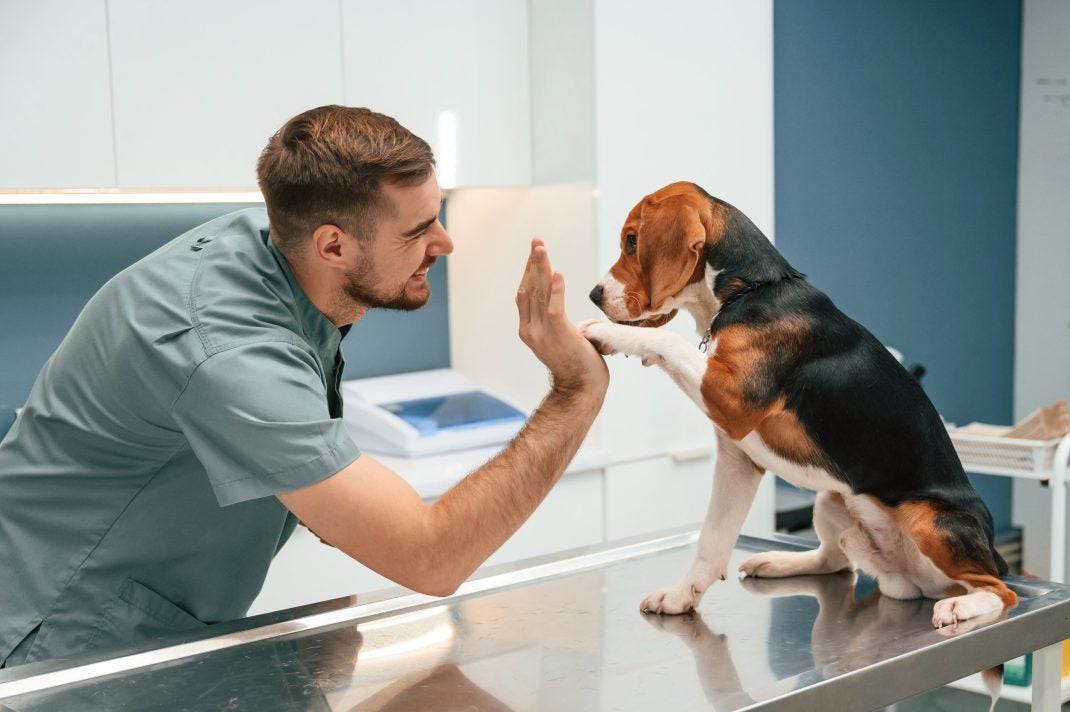 Vet giving a high five to a beagle