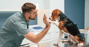 Vet giving a high five to a beagle