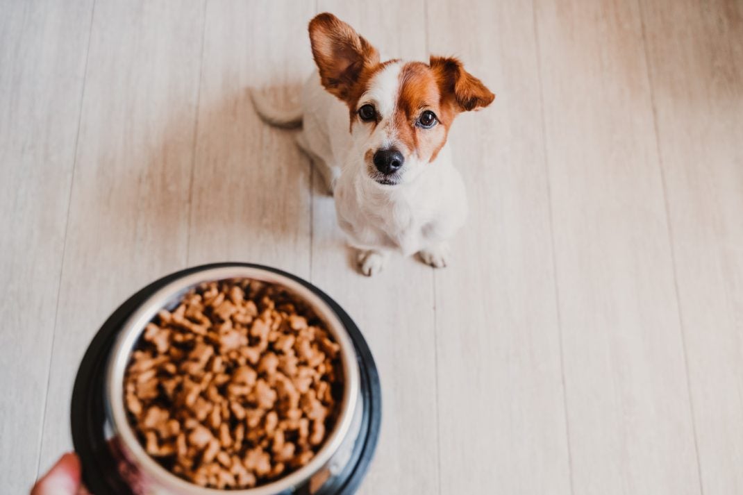 brown and white dog looking up at a bowl of food