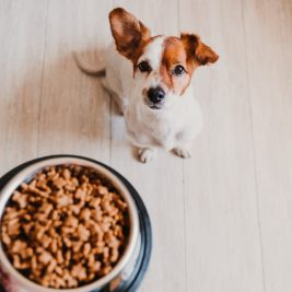 brown and white dog looking up at a bowl of food