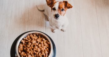 brown and white dog looking up at a bowl of food