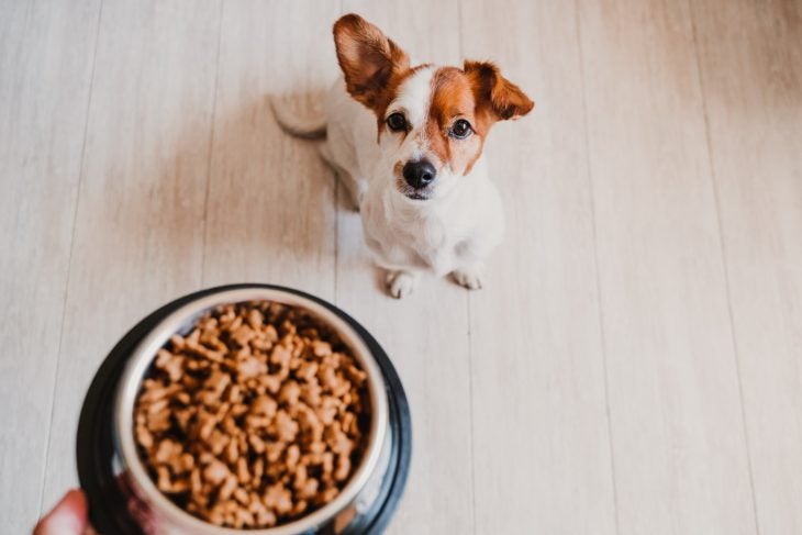 brown and white dog looking up at a bowl of food