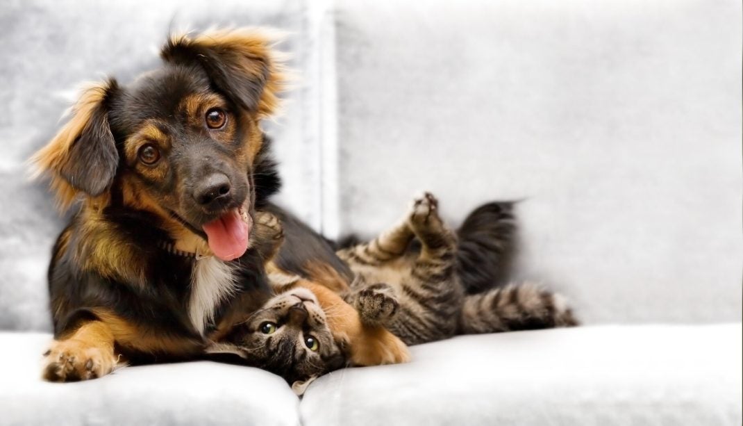 Brown dog laying next to striped cat