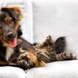 Brown dog laying next to striped cat