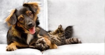 Brown dog laying next to striped cat