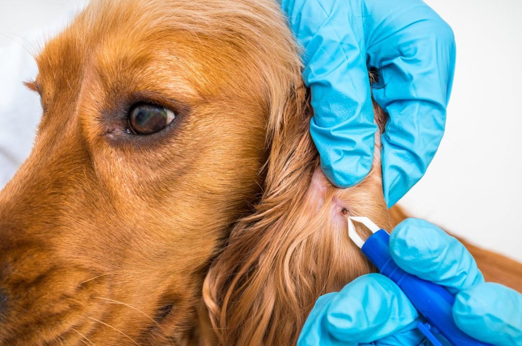 Removing a tick from a dog