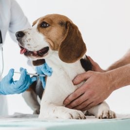 Beagle getting a vaccine