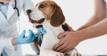 Beagle getting a vaccine