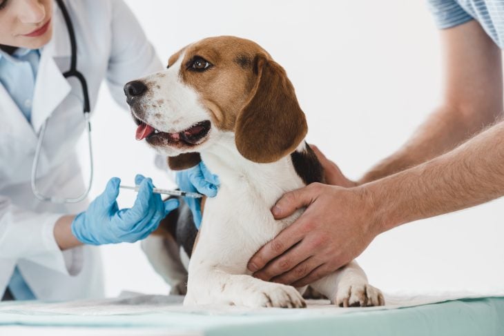 Beagle getting a vaccine
