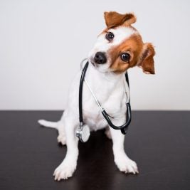brown and white dog with head tilted to one side holding a stethoscope in his mouth