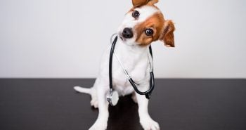 brown and white dog with head tilted to one side holding a stethoscope in his mouth